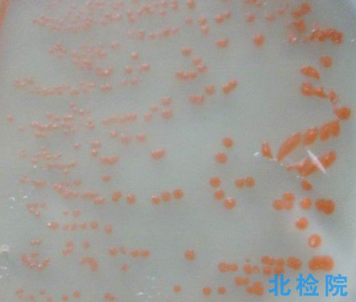 菌株檢測