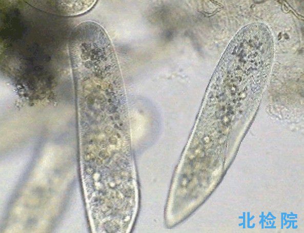污水微生物檢測